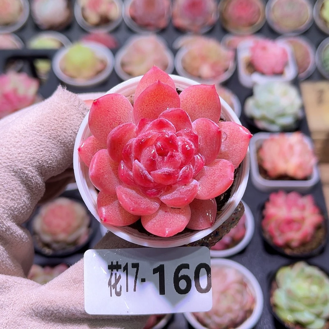 花利美17-160果汁单头