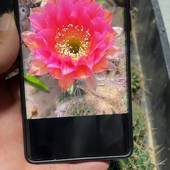 彩 贵妃侧芽 歪 满20包邮4–5公分