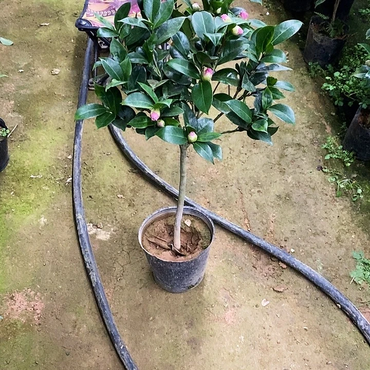 复色美人艳。    茶花。
