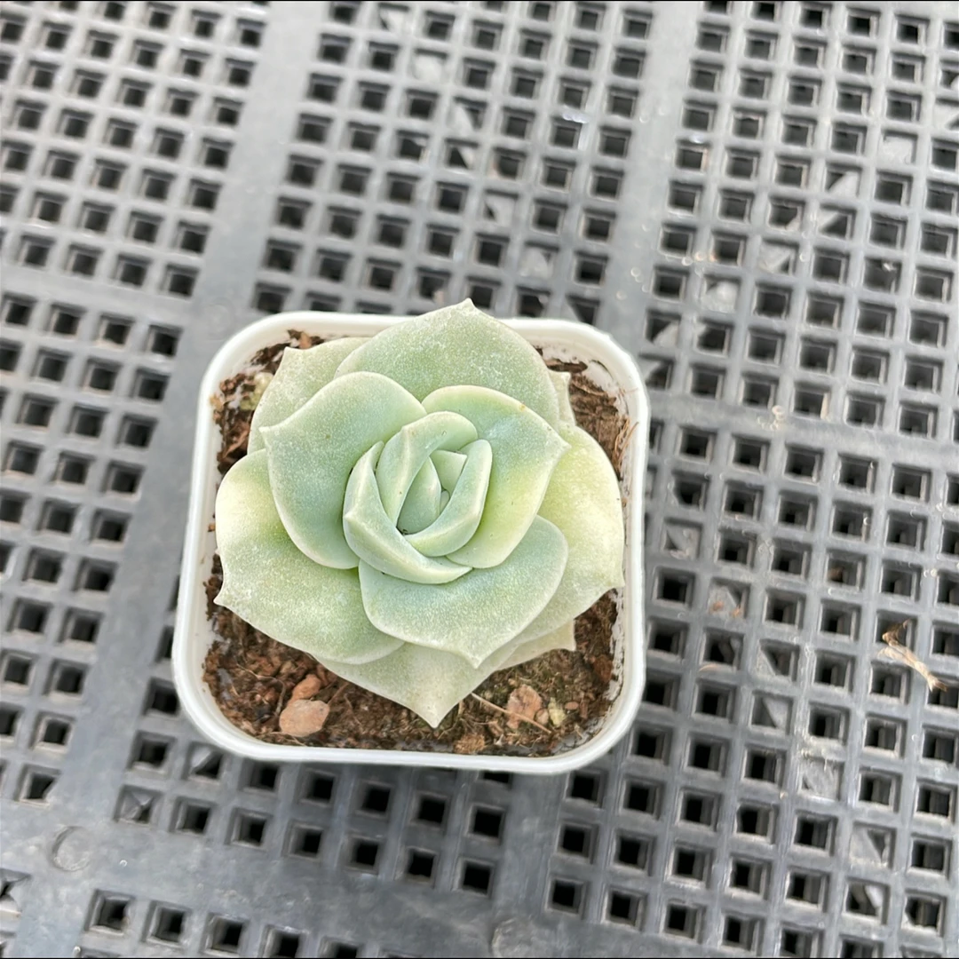 五方可爱玫瑰锦单头多肉（满15元包邮)