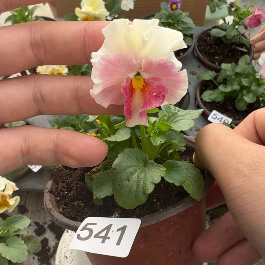 大部分花苞少量开放541