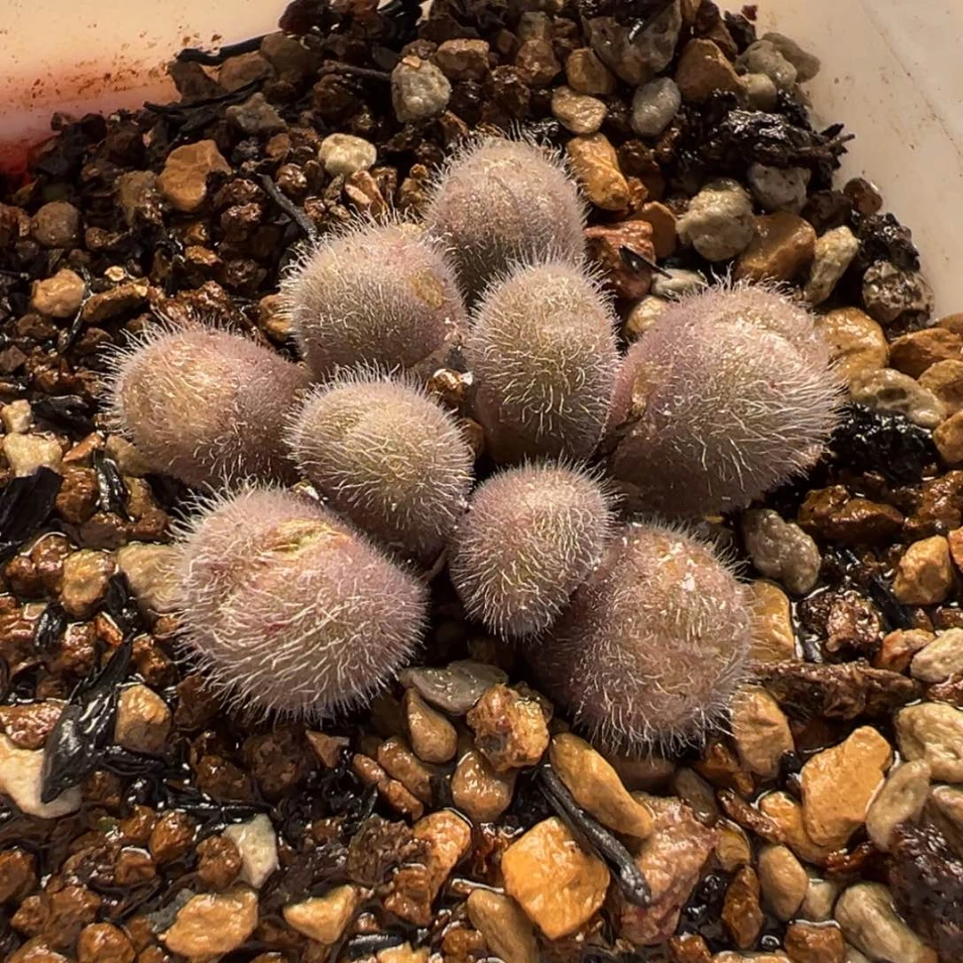 182多肉植物种类和