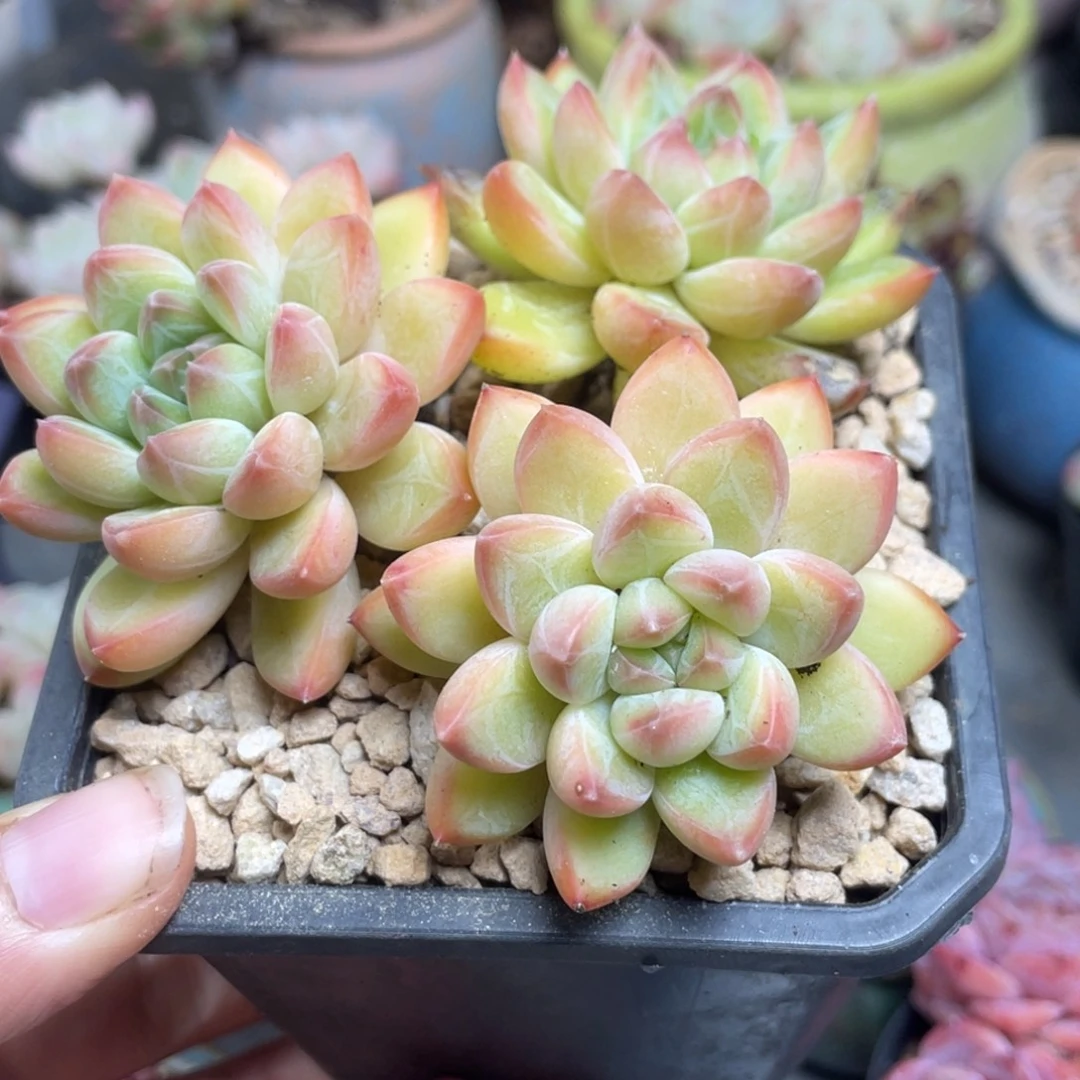 甲骨文三头满35包邮