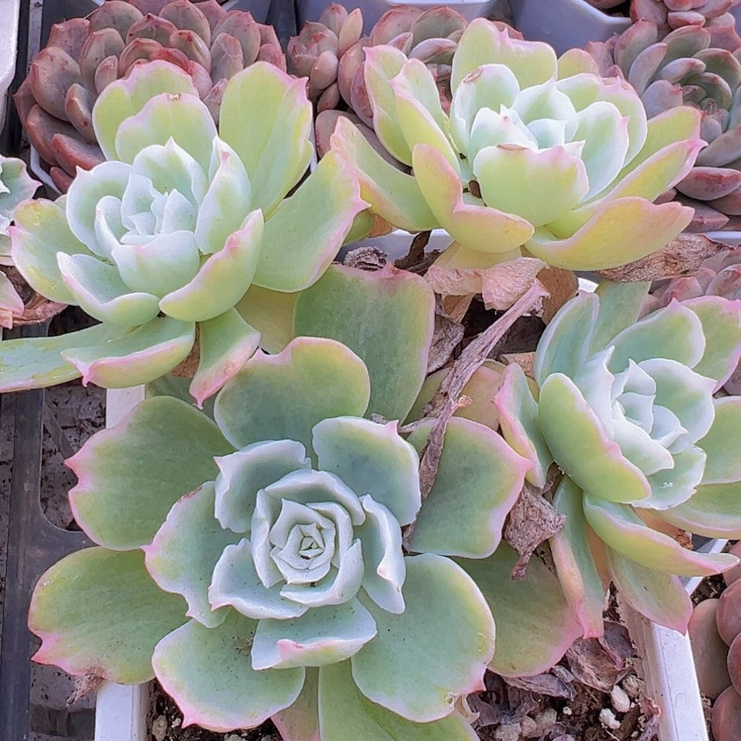 大柠檬玫瑰锦带土不带盆
