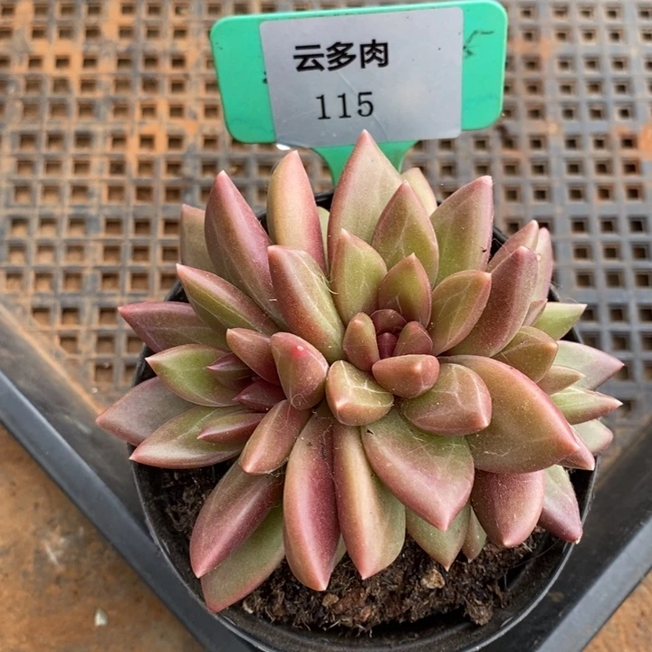 D115- 直播福利 迷雾泡泡