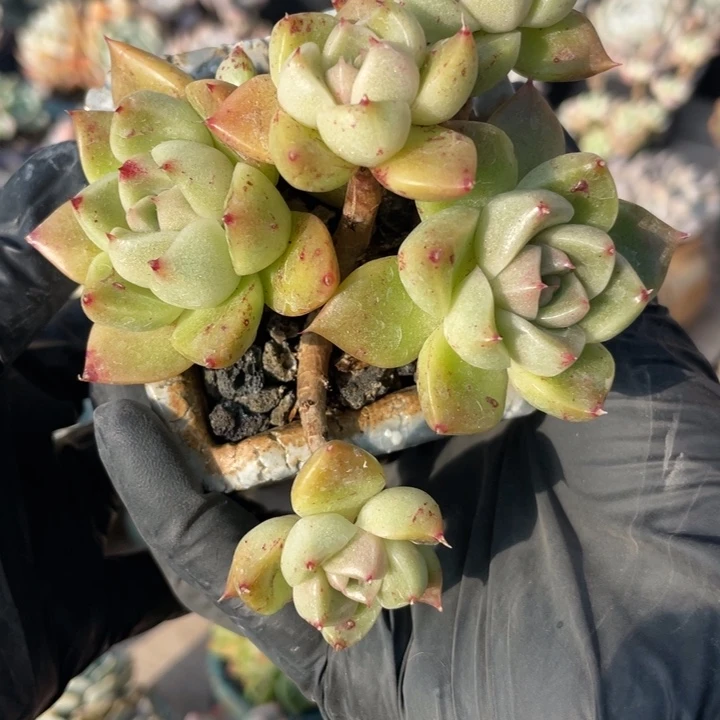 金色石英多肉植物