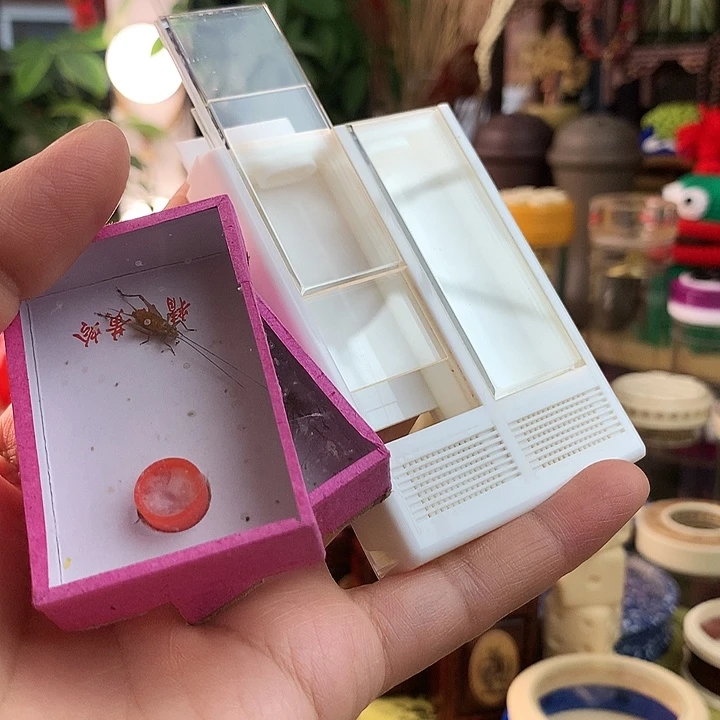 带两只大黄套装啊啊啊