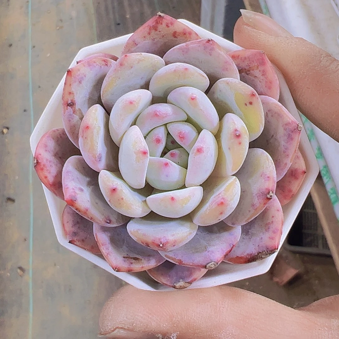 韩橙19包邮多肉植物