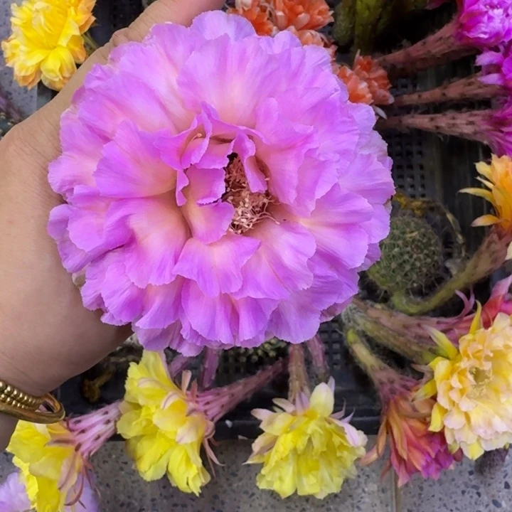 361彩草国色歪无根侧牙4公分左右，20包邮