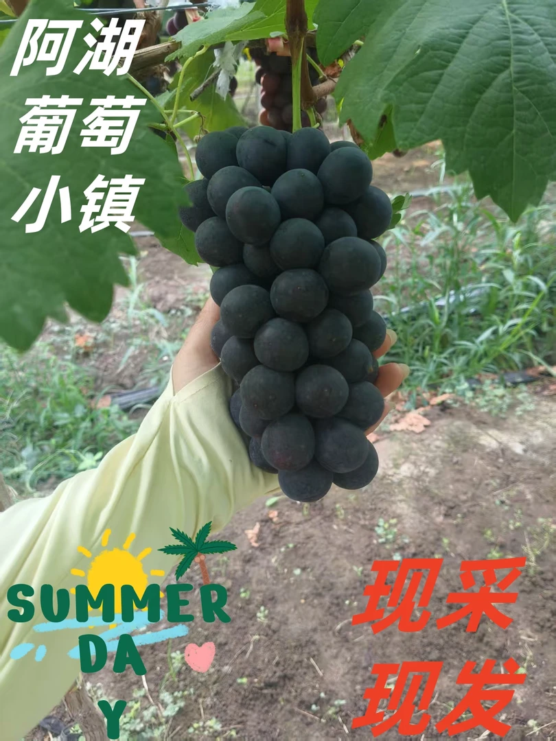 夏黑葡萄无籽甜葡萄自家种黑葡萄京东产地直发包邮
