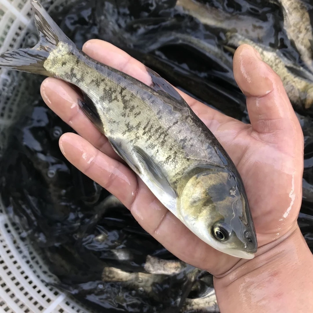 花鲢鱼 胖头鱼  大头鱼 宠物水族