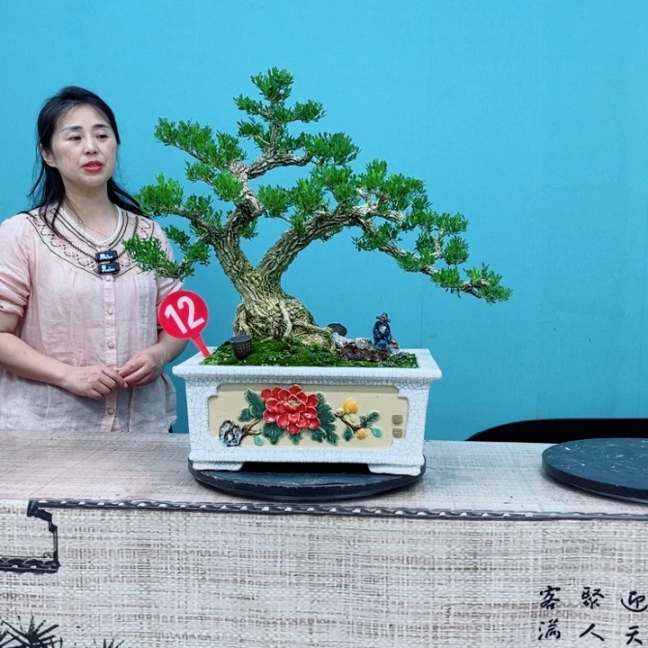 无花朵广东雀舌黄杨