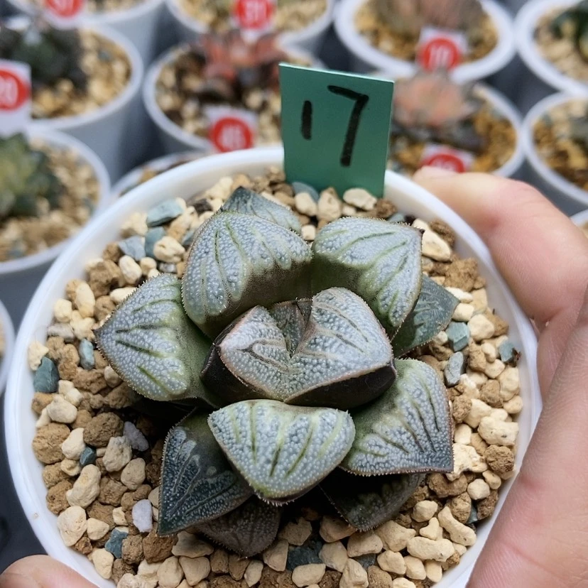 【闪购商品】17白羊座