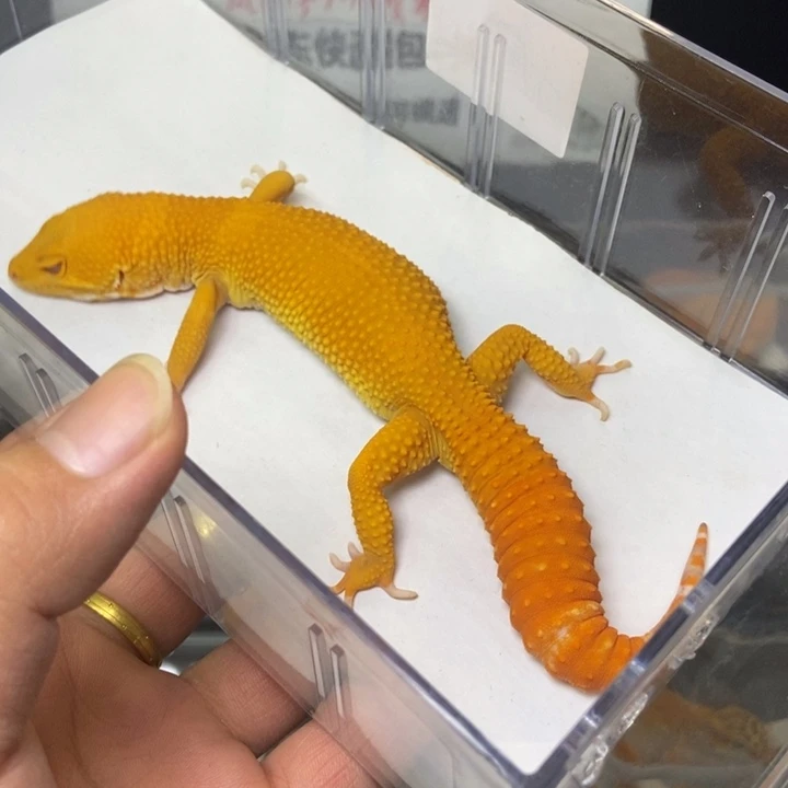 豹纹守宫6号公53克