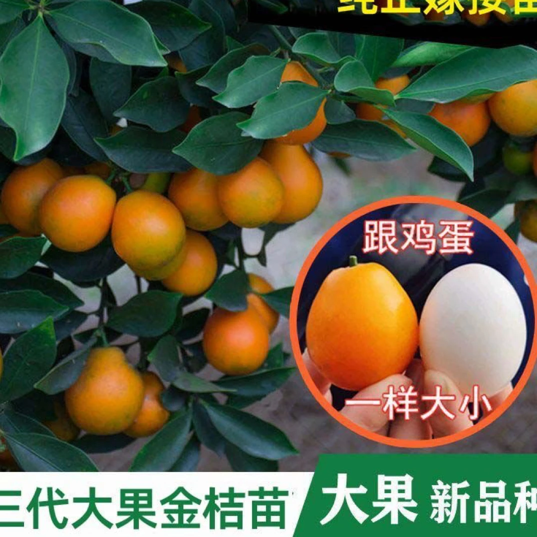 广西正宗第三代脆蜜金桔树苗纯甜嫁接新品种四季金桔树苗盆栽带土