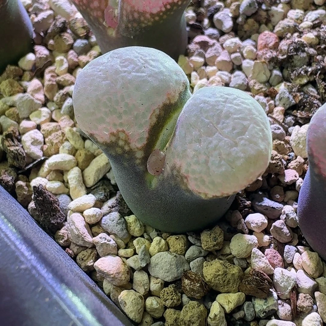 42号单头日本原株一物一拍5年