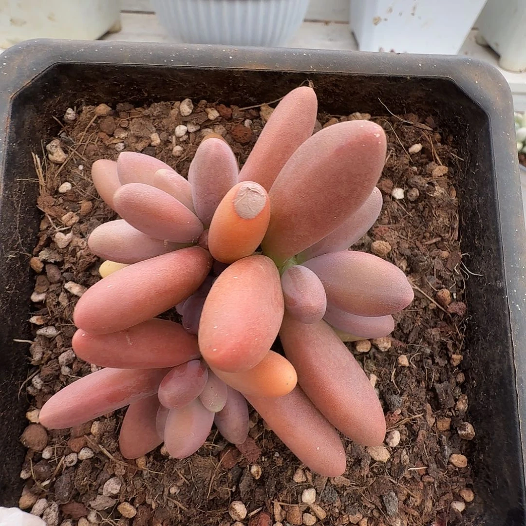 日光灯11111111221-70