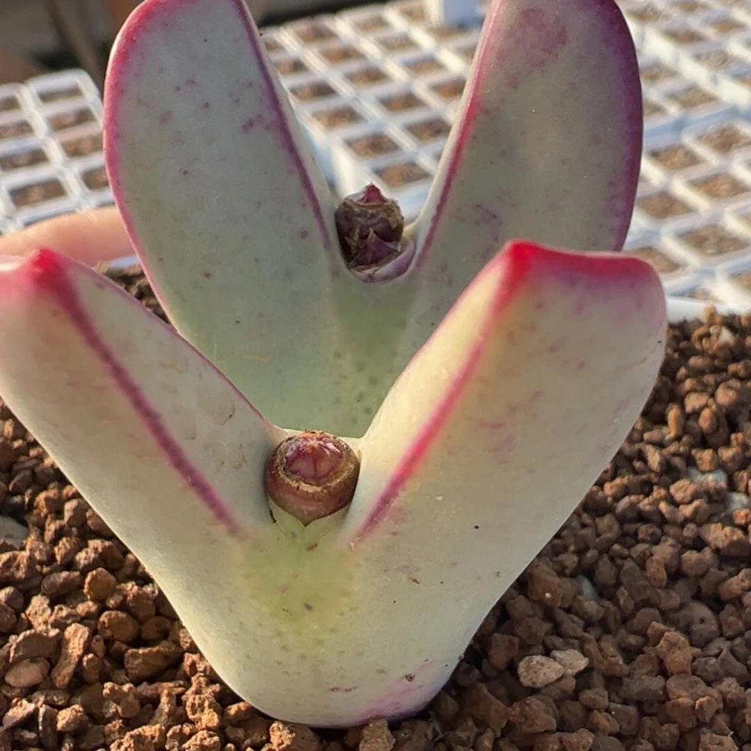 原始种红小秀母本带盆10