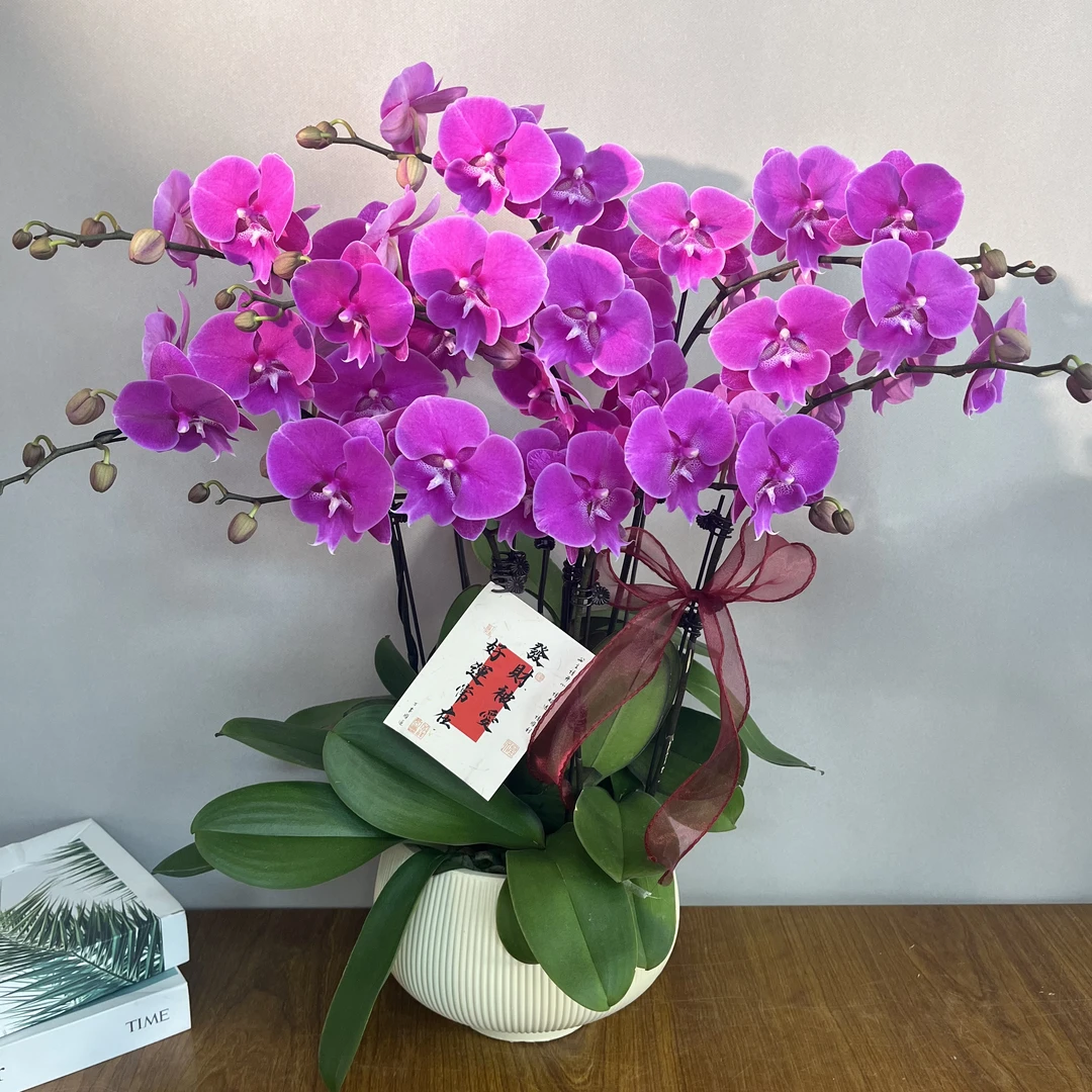 (鸿运当头)优雅玫紫色高货好养花期长蝴蝶兰鲜花室内送礼高端花卉
