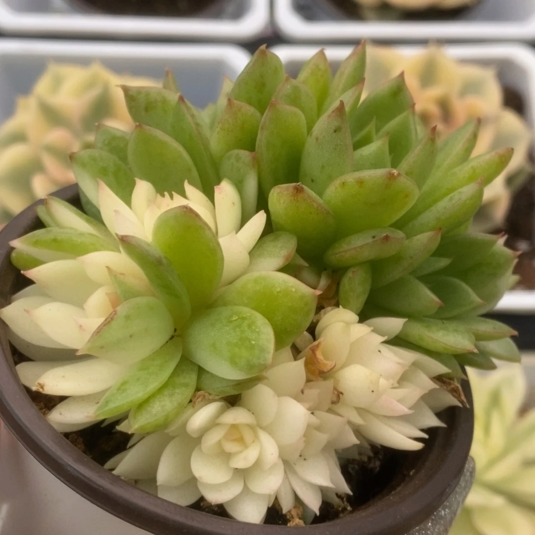 140赤水晶锦锦锦锦锦锦锦