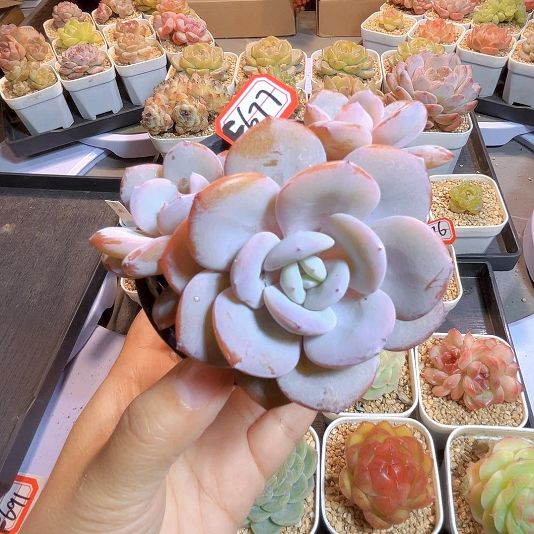 F677一物一拍 韩版奶茶群