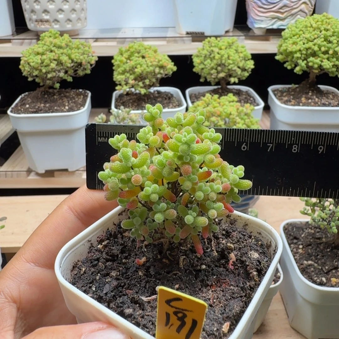 c191号橘子糖冠服5厘米左右