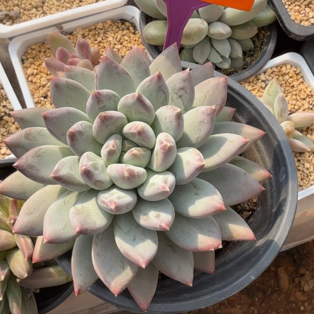 爆米花一物一拍571