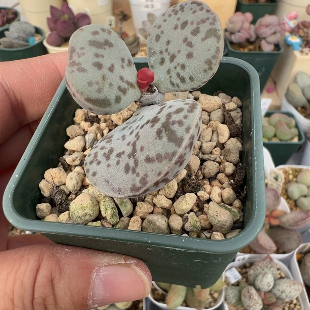 113 好看的水泡冲冲冲