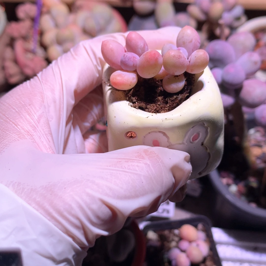 洛*蛋黄奶酪多肉蛋黄奶