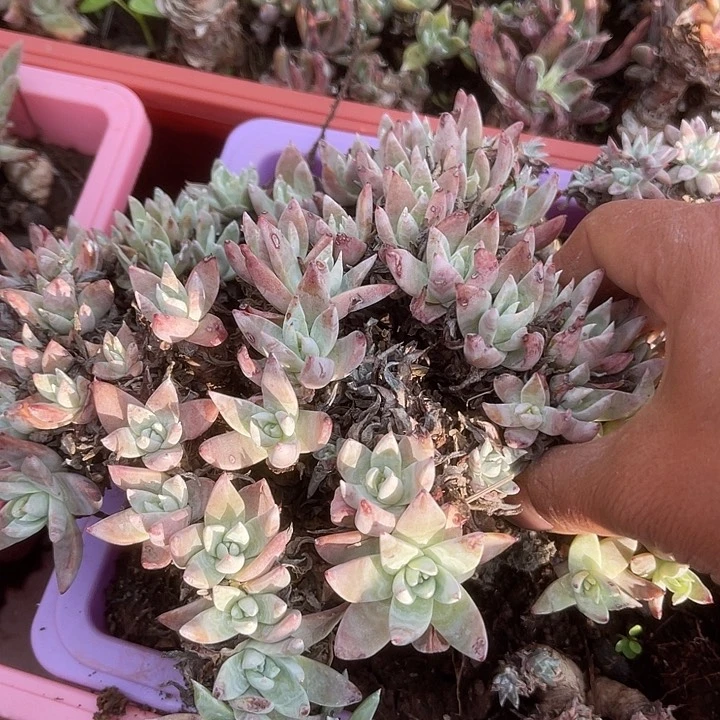 仙女杯系列多肉植物