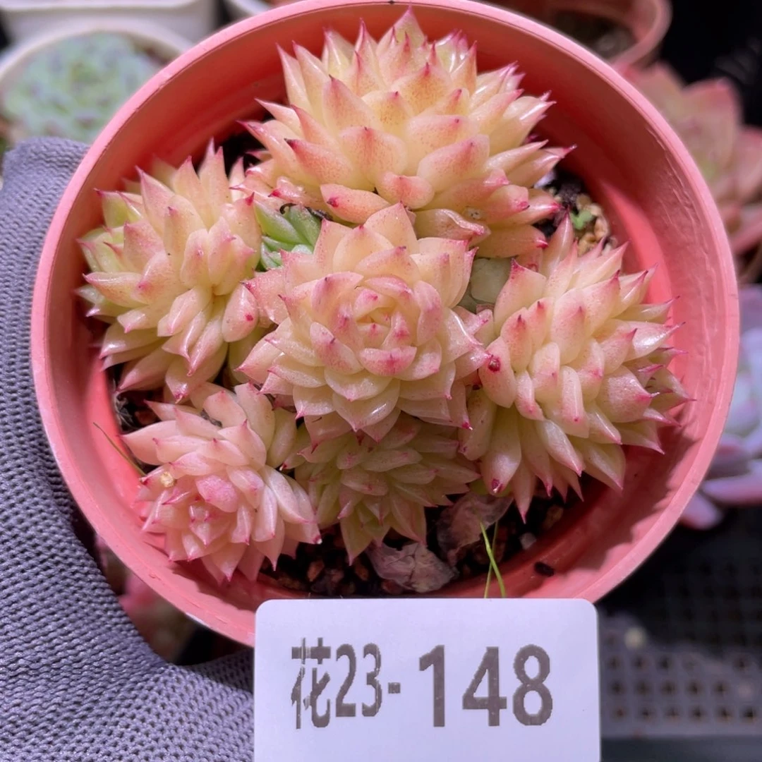 花利美23-148麦秆群