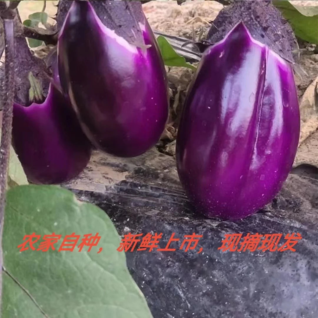 贵州新鲜紫皮圆茄子当季秋茄子蔬菜农家现摘现发