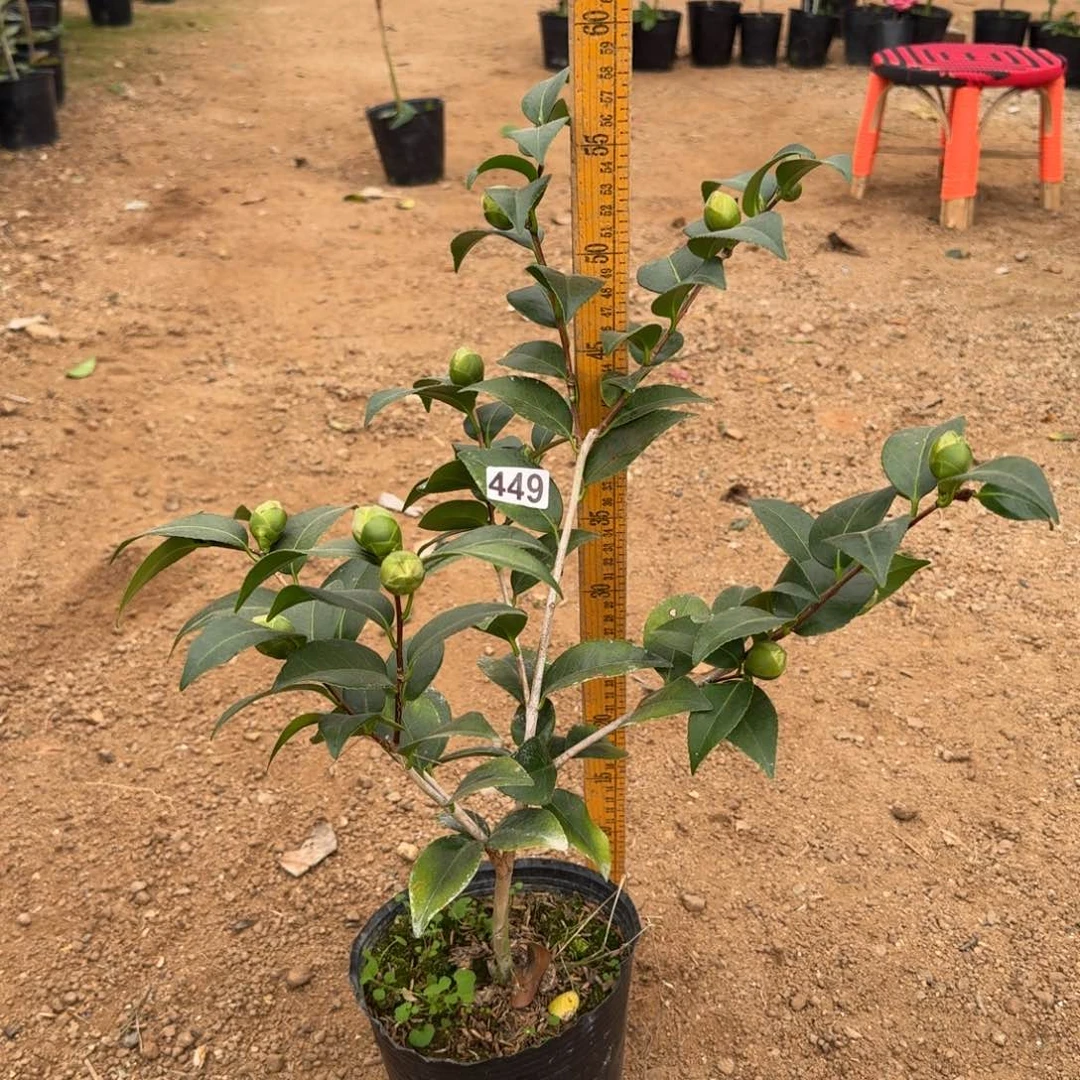 少量花朵（建议范围：2朵-5朵 或40%以下）449志愿者