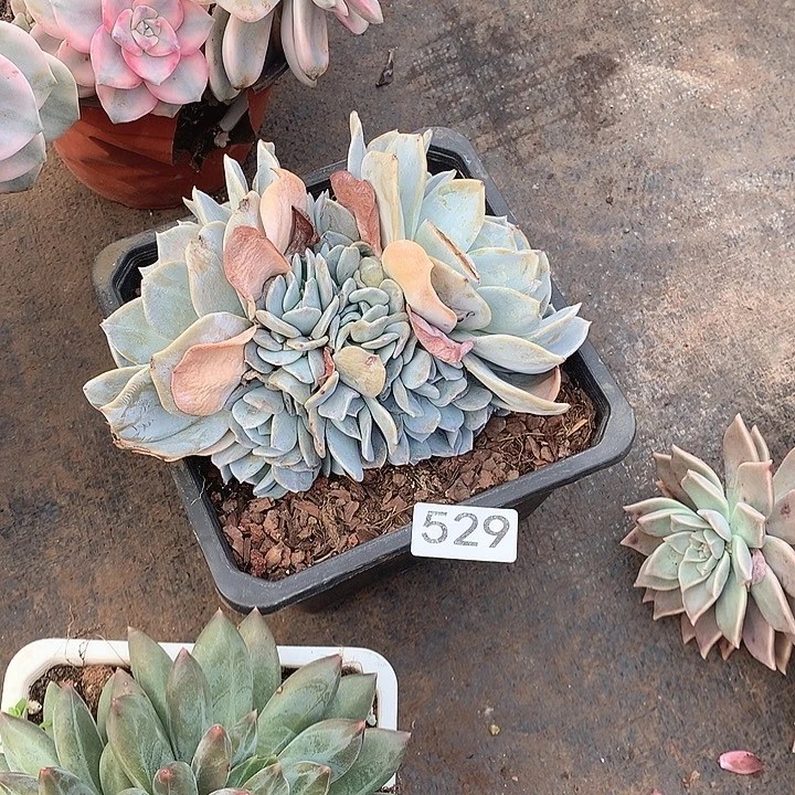 529雪特 一物一拍多肉