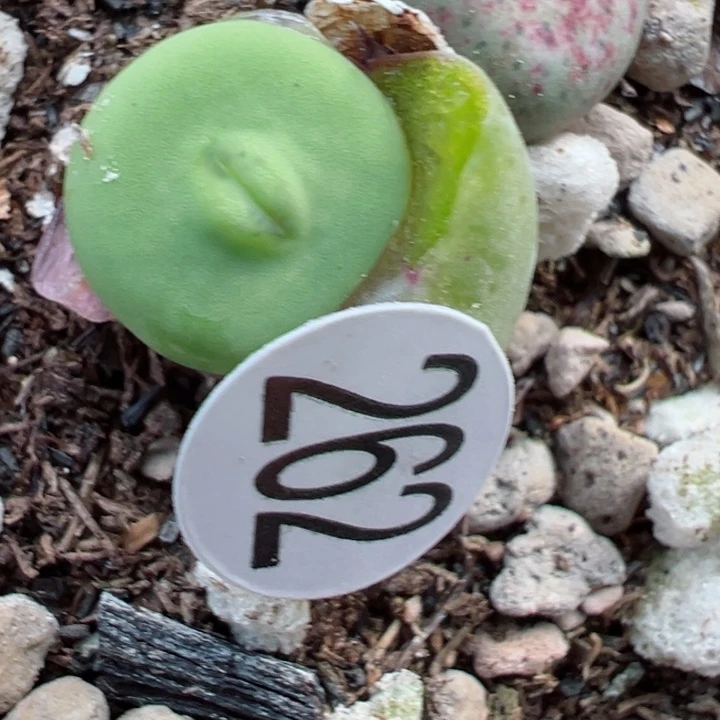 书*262号11111111111111