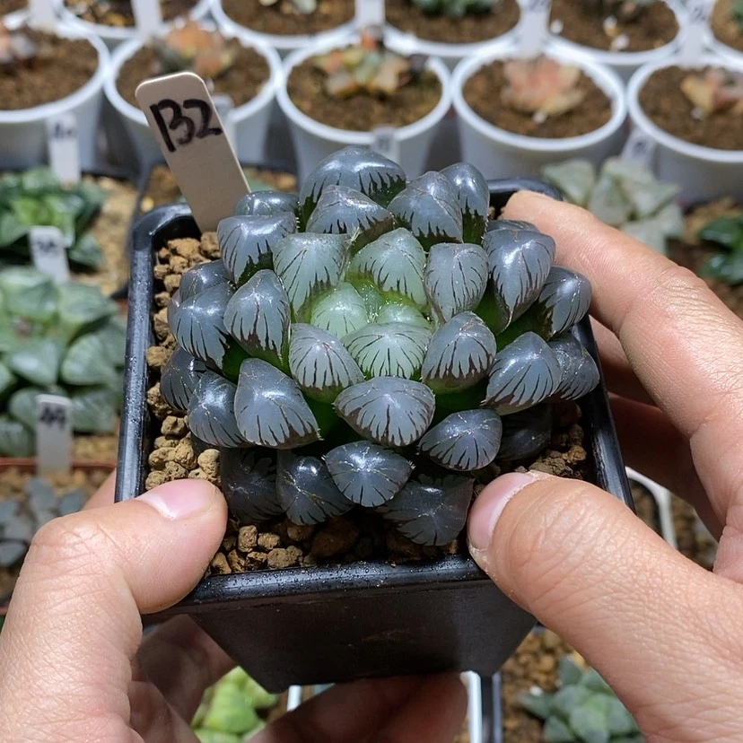 【闪购商品】132ob冰灯