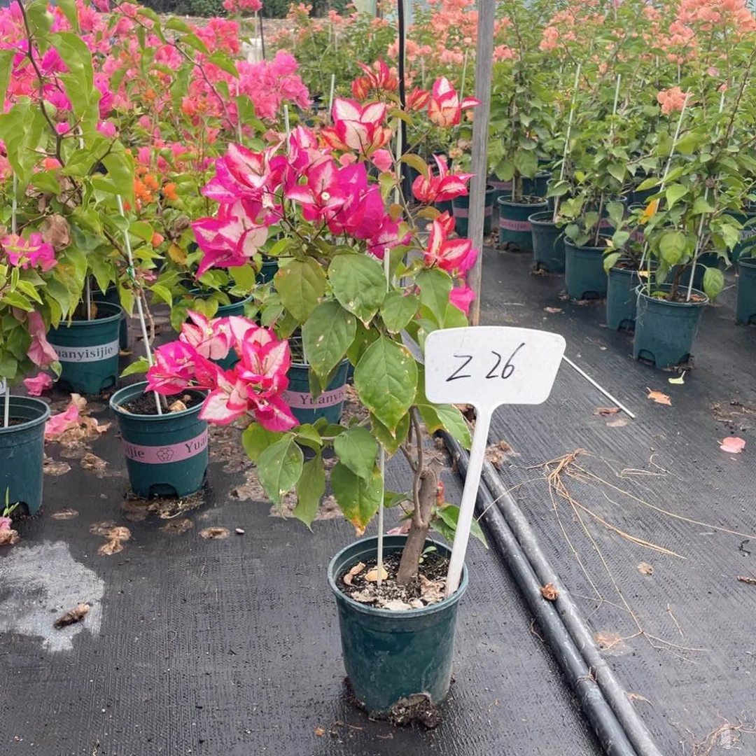 古***蝶大量花朵（建议范围：8朵-15朵 或40%以上）倾城Z26