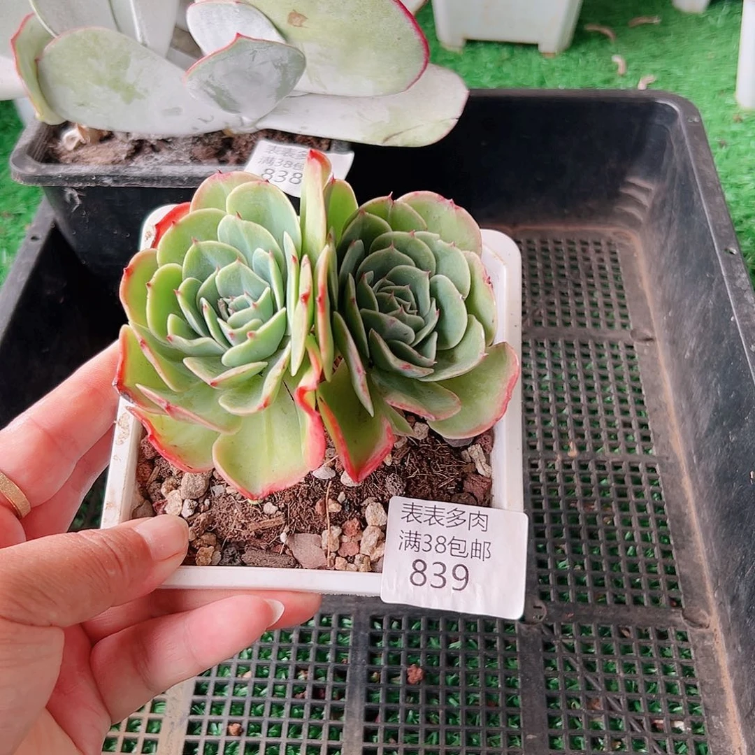 多肉一物一拍植物839