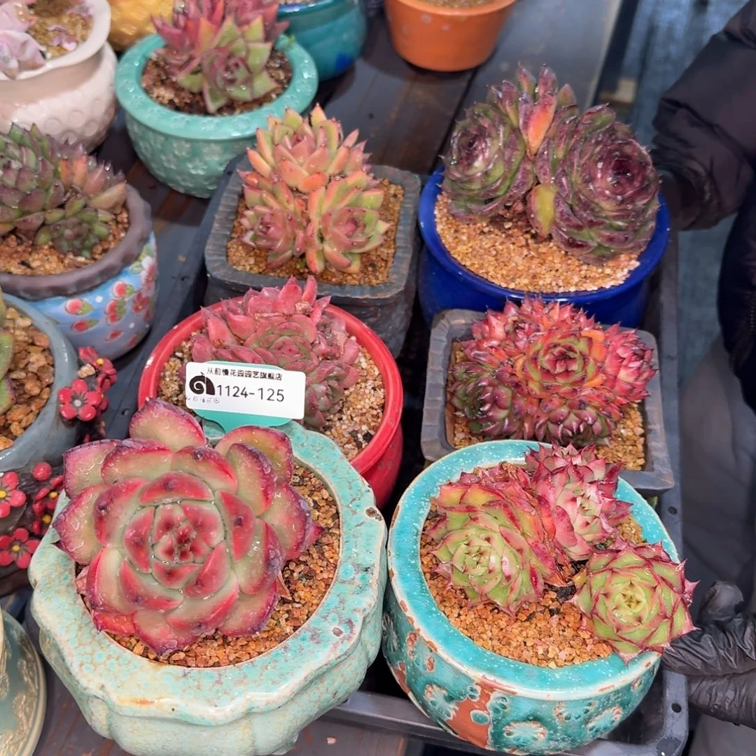 从前慢多肉精选编号1124.125