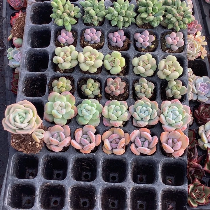 奶茶20颗 （满9.99包邮不满9.99发叶子）