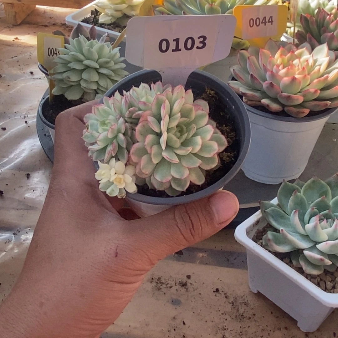 103梦幻玫瑰哈哈哈哈