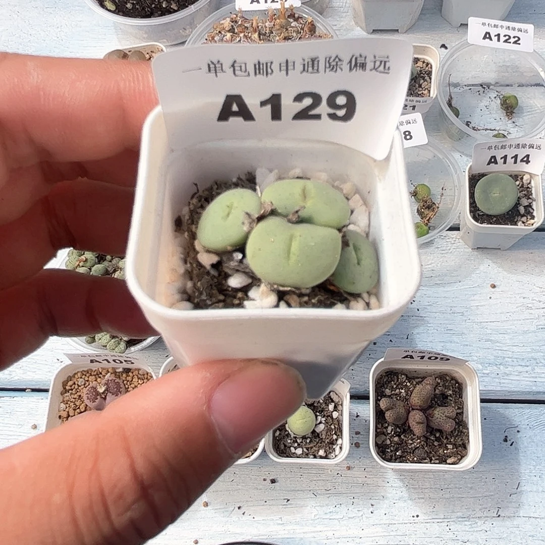 1105–番杏福利a129