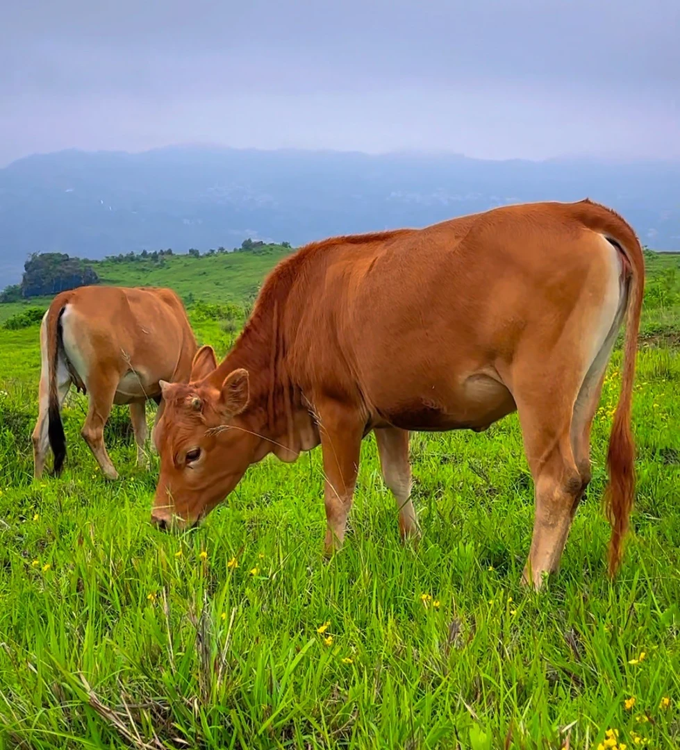 2号牛肉“改价链接"一物一拍贵州老品种土黄牛肉