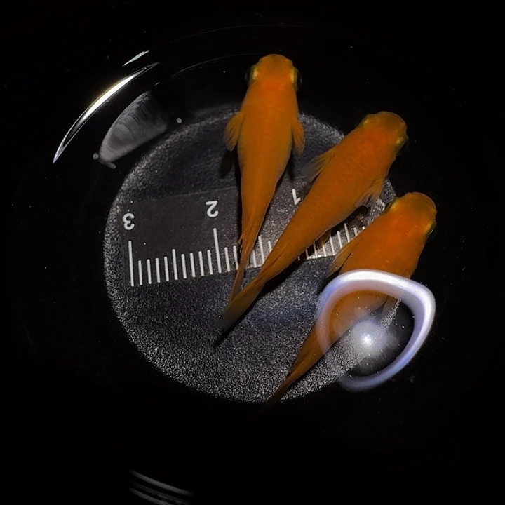 青鳉鱼一物一拍941