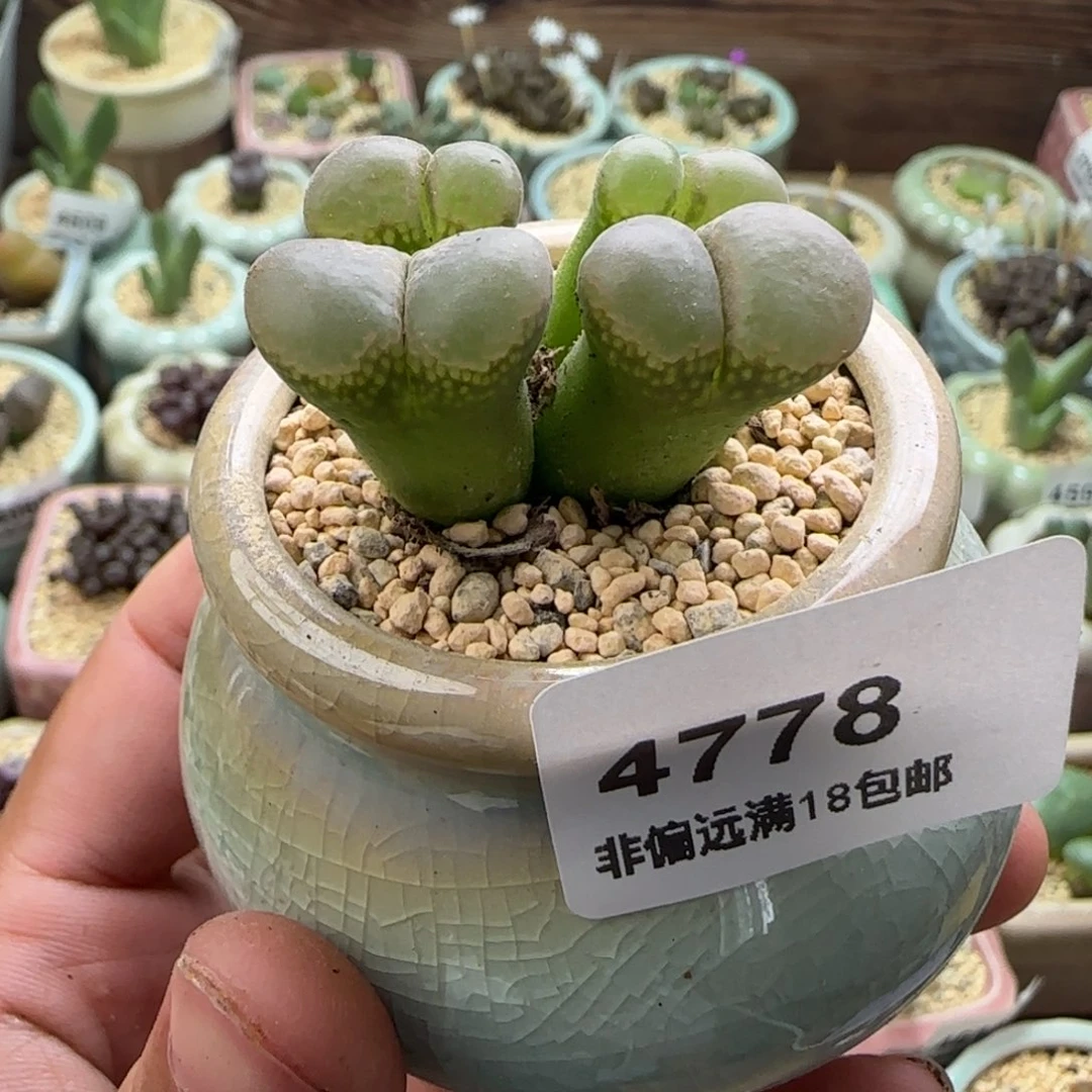 4778-一物一拍 带盆