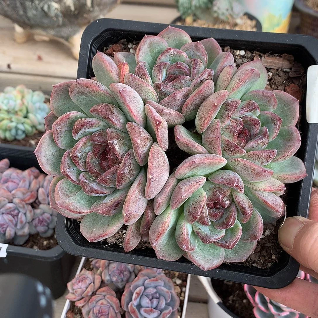 6643重庆森林多肉一颗14厘米