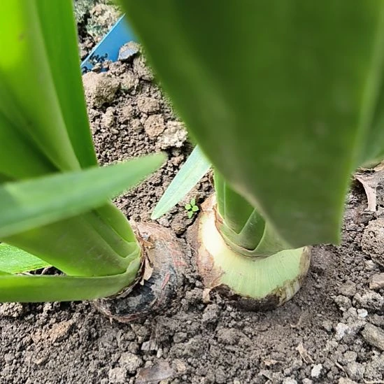 当前无花栽培后可以开花双喜双胞胎有侧总尺寸11CM