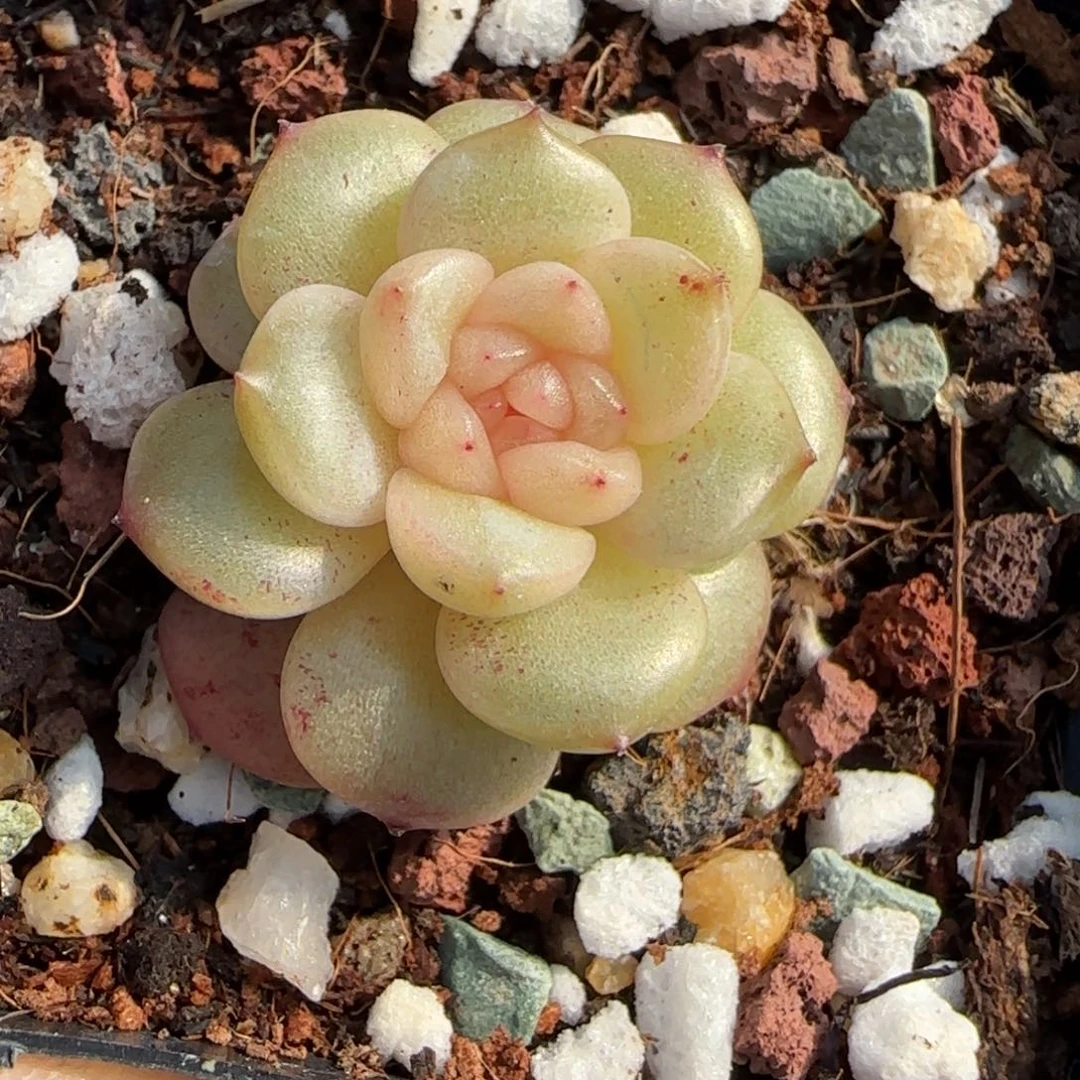 小卡拉米糖心一物一拍