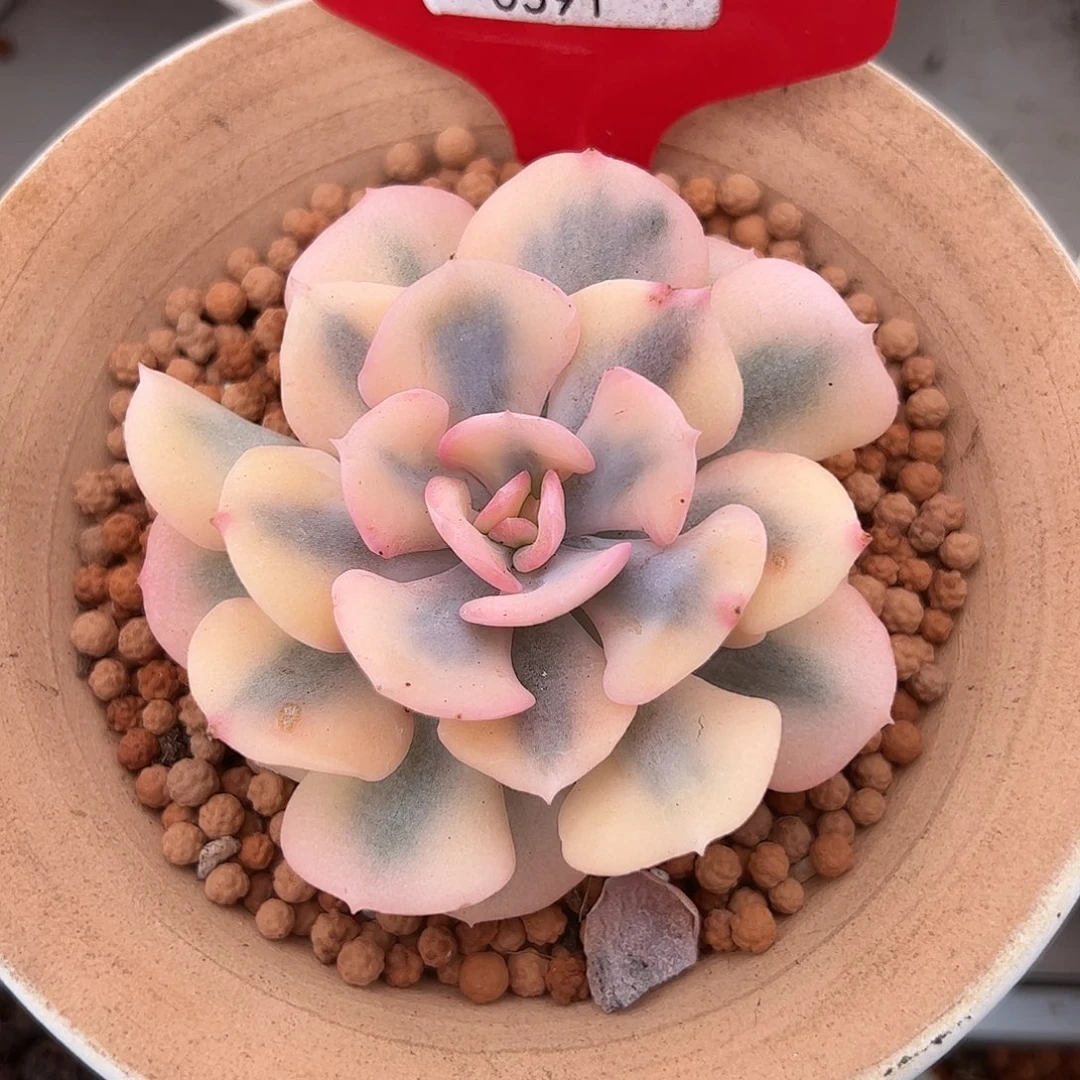 0591雪精灵锦多肉植物