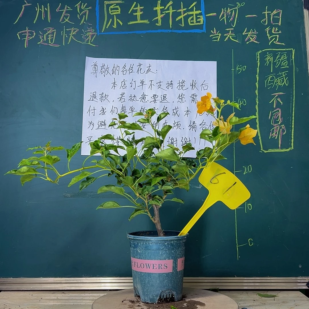 当前无花栽培后可以开花蒙娜丽莎黄 61